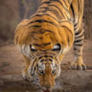 Meet your Posher, Ian